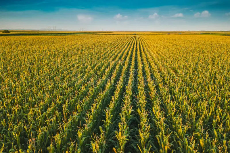 Smart Farm Robotix: How Connectivity Is Powering the New Era of Smart Agriculture